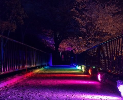 須磨浦公園「敦盛桜 花灯り」